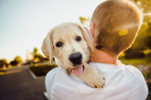 dog-g51726366b_1280