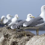 Uccelli e volatili infestanti: quali sono i principali