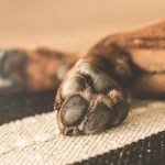 Polpastrelli cane secchi: i rimedi naturali
