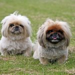 Assicurazione per cani:perchè rappresenta un investimento intelligente?